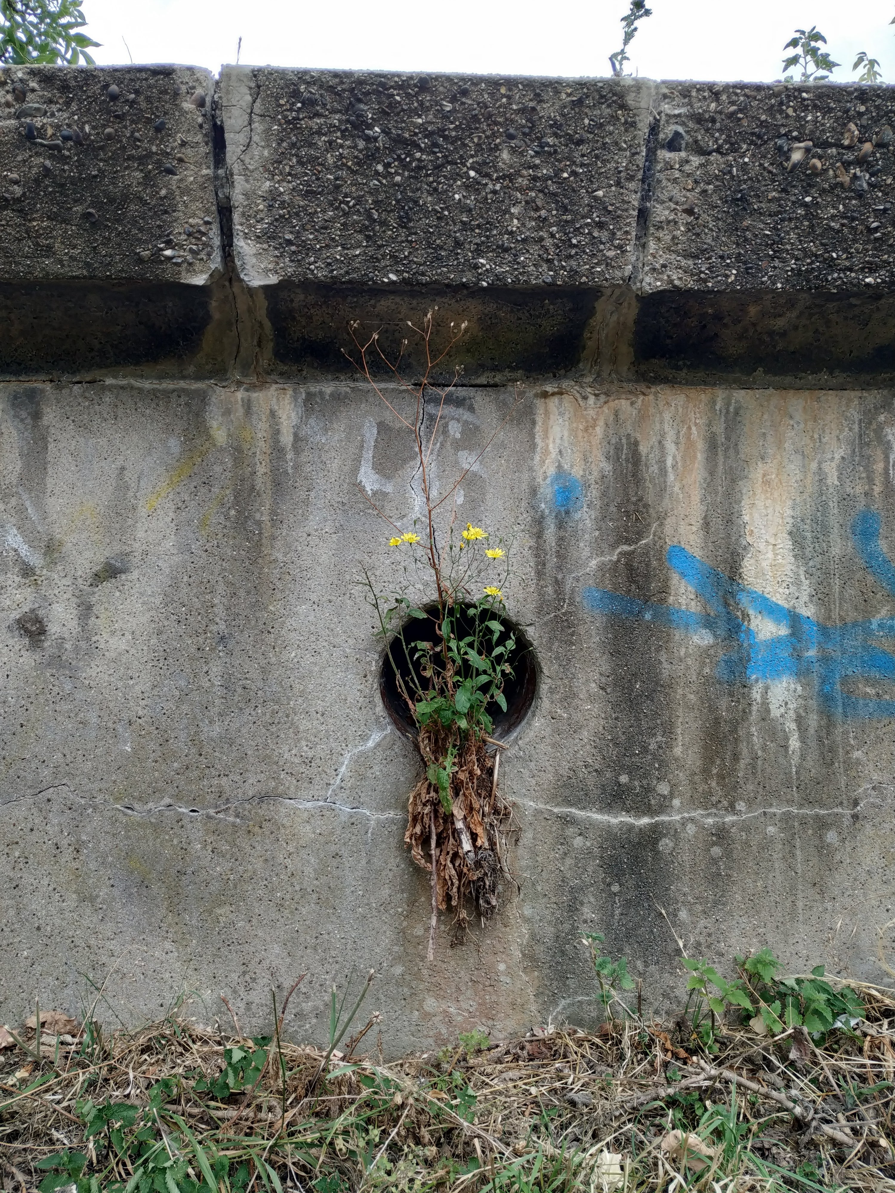 The Wider Site